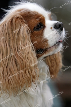 portrait King Charles Spaniel