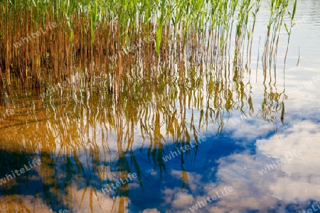 Wasserspiegelung