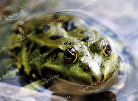 Frosch