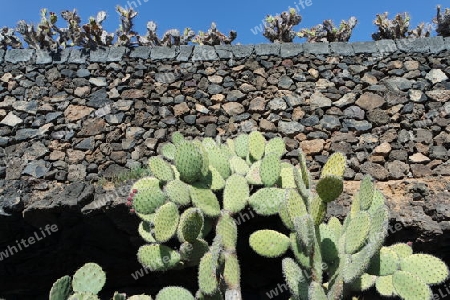 Kaktusgarten auf Lanzarote