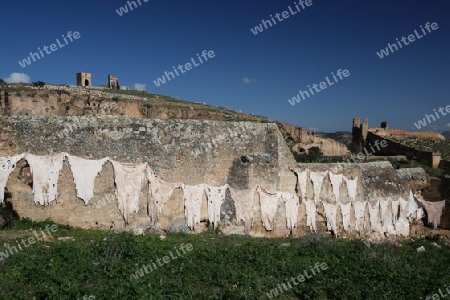 The fresh Leather gets dry on the sun near Leather production in front of the Citywall in the old City in the historical Town of Fes in Morocco in north Africa.