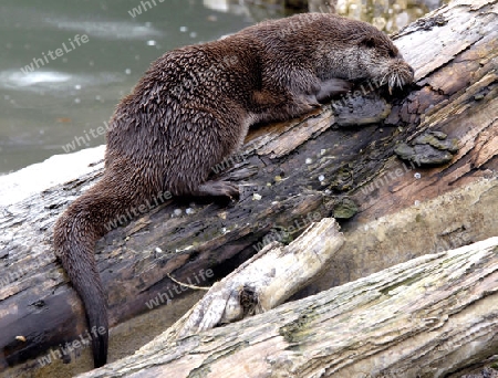 Otter