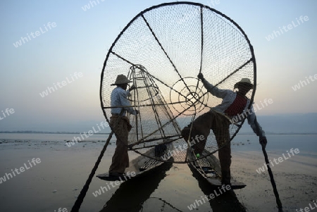 Fishermen at sunrise in the Landscape on the Inle Lake in the Shan State in the east of Myanmar in Southeastasia.