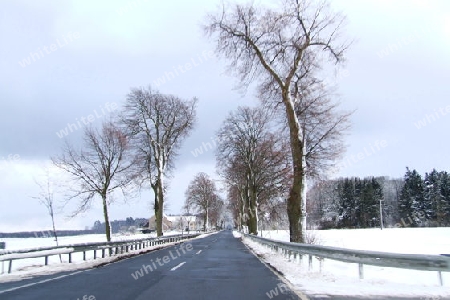 Allee im Winter