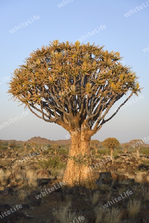 K?cherbaum oder Quivertree (Afrikaans: Kokerboom,  Aloe dichotoma) bei Sonnenuntergang , Keetmanshoop, Namibia, Afrika