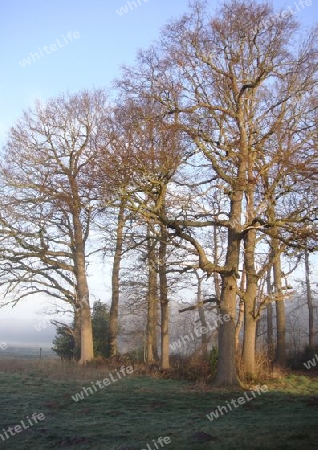 alte Eichen im Fr?hnebel