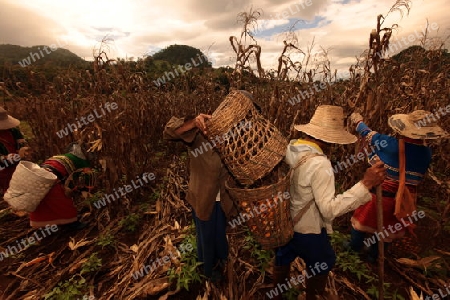 Traditionell gekleidete Frau von einem Stamm der Dara-Ang bei ernten von Maiskolben in einem Maisfeld beim Dof Chiang Dao noerdlich von Chiang Mai im Norden von Thailand