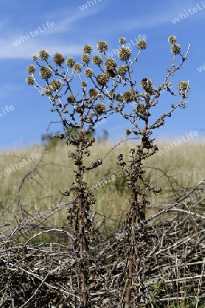 Trockenvegetation