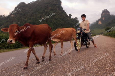 Die Landschaft bei Vang Vieng in der Bergregion der Nationalstrasse 13 zwischen Vang Vieng und Luang Prabang in Zentrallaos von Laos in Suedostasien. 