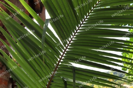 Beautiful palm trees at the beach on the tropical paradise islands Seychelles