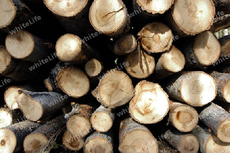 Wood Pile