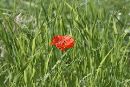 Mohn