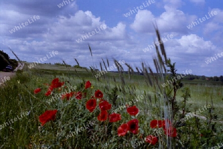 Wilder Mohn 