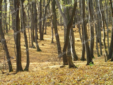 Wald im Herbst