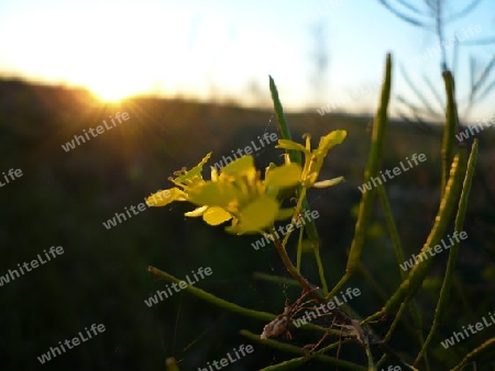 Natur, Pflanze