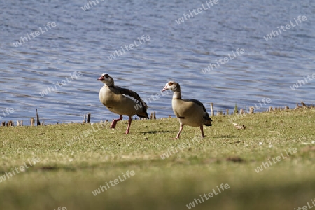 Nilgans, Alopochen aegyptiacus  