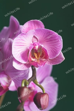 Pink Orchidee