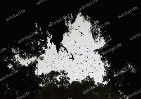 Tausende von Voegel fliegen bei Sonnenuntergang in uns aus der Hoehle Cave Pangmapha in der Bergregion von Soppong im norden von Thailand in Suedostasien.