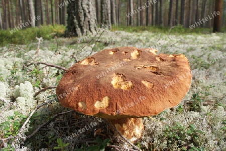 Pilz