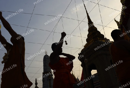 Moenche bei den Vorbereitungen auf die Neujahrsnacht Feier in der Tempelanlage des Wat Pho in der Hauptstadt Bangkok von Thailand in Suedostasien.