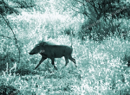 Warzenschwein, in, Tsavo, West, Kenya, Afrika, Nationalpark