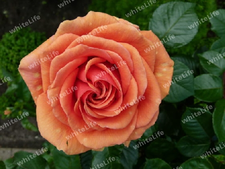 Rose apricot