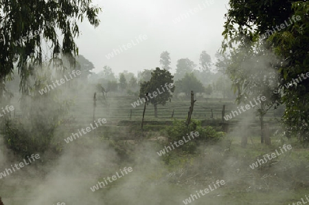 Reisfelder und Landwirtschaft in der Provinz Amnat Charoen nordwestlich von Ubon Ratchathani im nordosten von Thailand in Suedostasien.