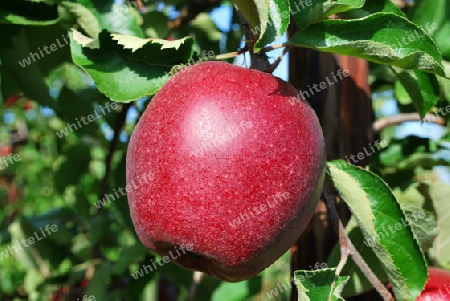 Roter Apfel