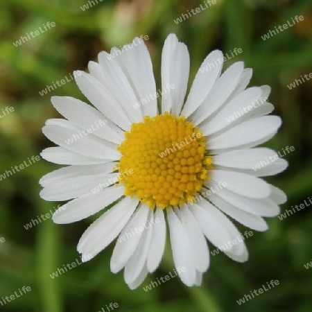 Bellis perennis P5120212