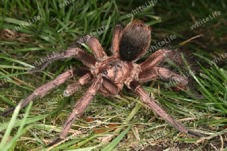 Adulte maennliche kubanische Vogelspinne (Phormictopus cochleasvorax)