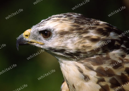 Bussard Portrait