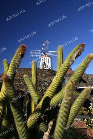 The Cactus Garden in the village of Guatiza on the Island of Lanzarote on the Canary Islands of Spain in the Atlantic Ocean. on the Island of Lanzarote on the Canary Islands of Spain in the Atlantic Ocean.
