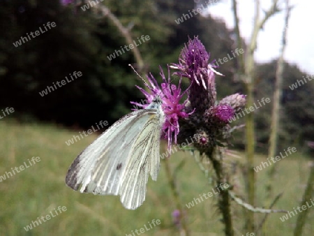 Kohlweißling auf Distel III