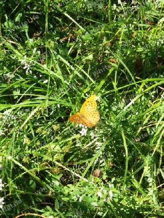 Schmetterling im Gr?nen