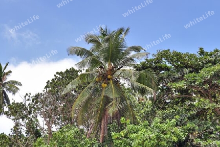 Beautiful palm trees at the beach on the tropical paradise islands Seychelles