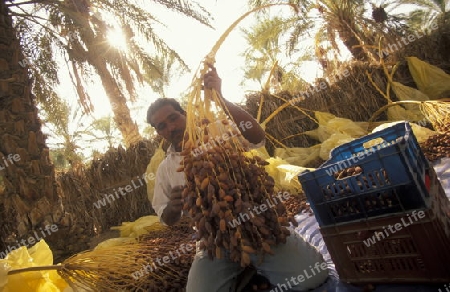 Afrika, Tunesien. Douz
Ein Beduine bei der Dattel Ernte in der Dattel Plantage in der Oase Douz im sueden von Tunesien. (URS FLUEELER)






