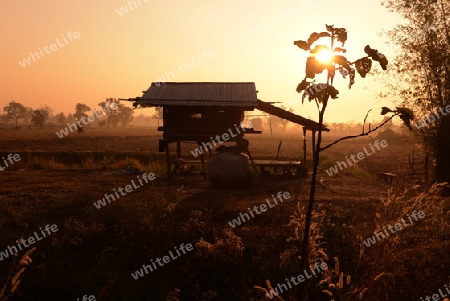 Die Landwirtschaft mit Reisfeldern im Winter bei Amnat Charoen im Isan im osten von Thailand,