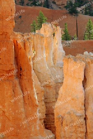 Felsformationen und Hoodoos waehrend Sonnenaufgang, Sunrise Point, Bryce Canyon Nationalpark, Utah, Suedwesten USA