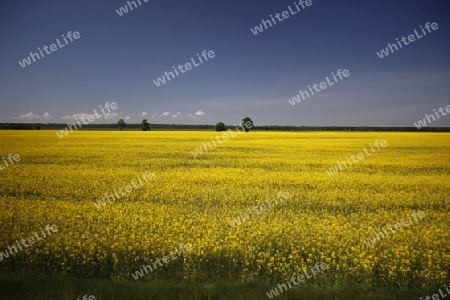 a Raps field outside of the City Vilnius  in the Baltic State of Lithuania,  