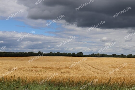 Summer view on agricultural crop and wheat fields ready for harvesting.