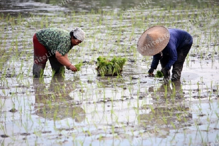 Asien, Suedost, Indonesien, Bali, Insel, bei Tegalalang, Reis, Terrassen, Landwirtschaft, Alltag, Wirtschaft, Kultur, Frau, Setzlinge, Feld,  (Urs Flueeler) 