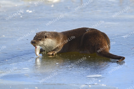 europ?ischer Fischotter ( Lutra lutra) frisst gefangenen Fisch an zugefrorenem Teich im Winter, Brandenburg, Deutschland, Europa