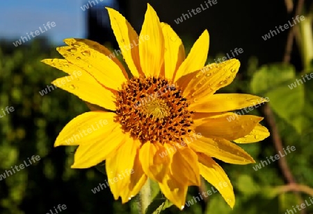 Sonnenblume              