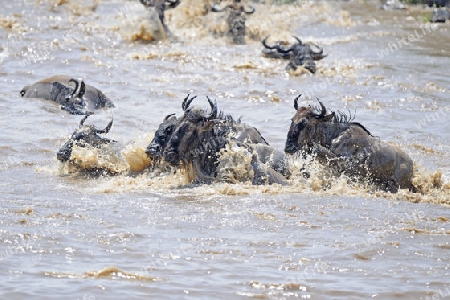 Gnu, Streifengnu, Weissbartgnu (Connochaetes taurinus), Gnumigration, great Migration,  Gnus beim durchqueren des Mara River, Masai Mara, Kenia