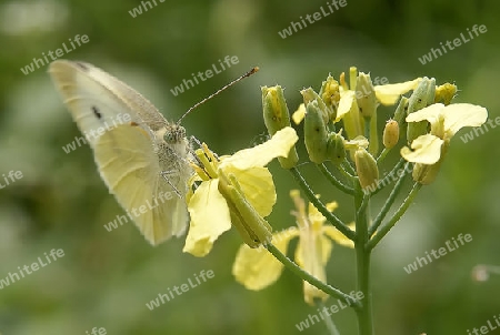 Schmetterling