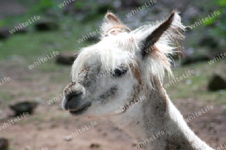 Head portrait of alpaca (Lama pacos)  Kopfportr?t eines Alpaka (Lama pacos)