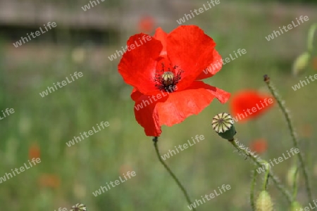 roter Mohn