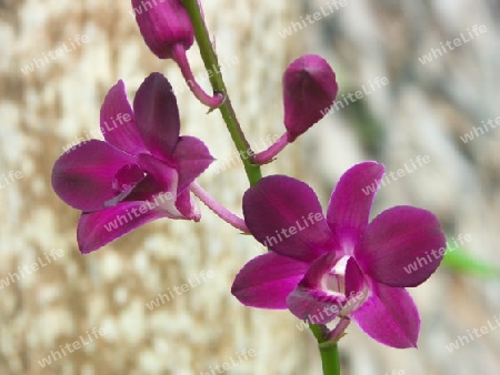 Orchidee lila