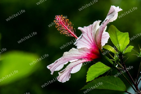 Chinesischer Roseneibisch