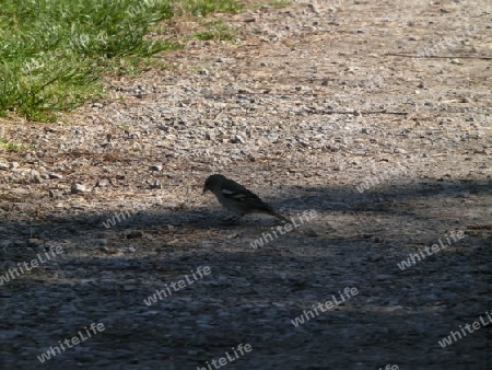 Vogel auf Weg